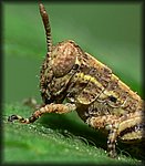 P1110728_cp.jpg