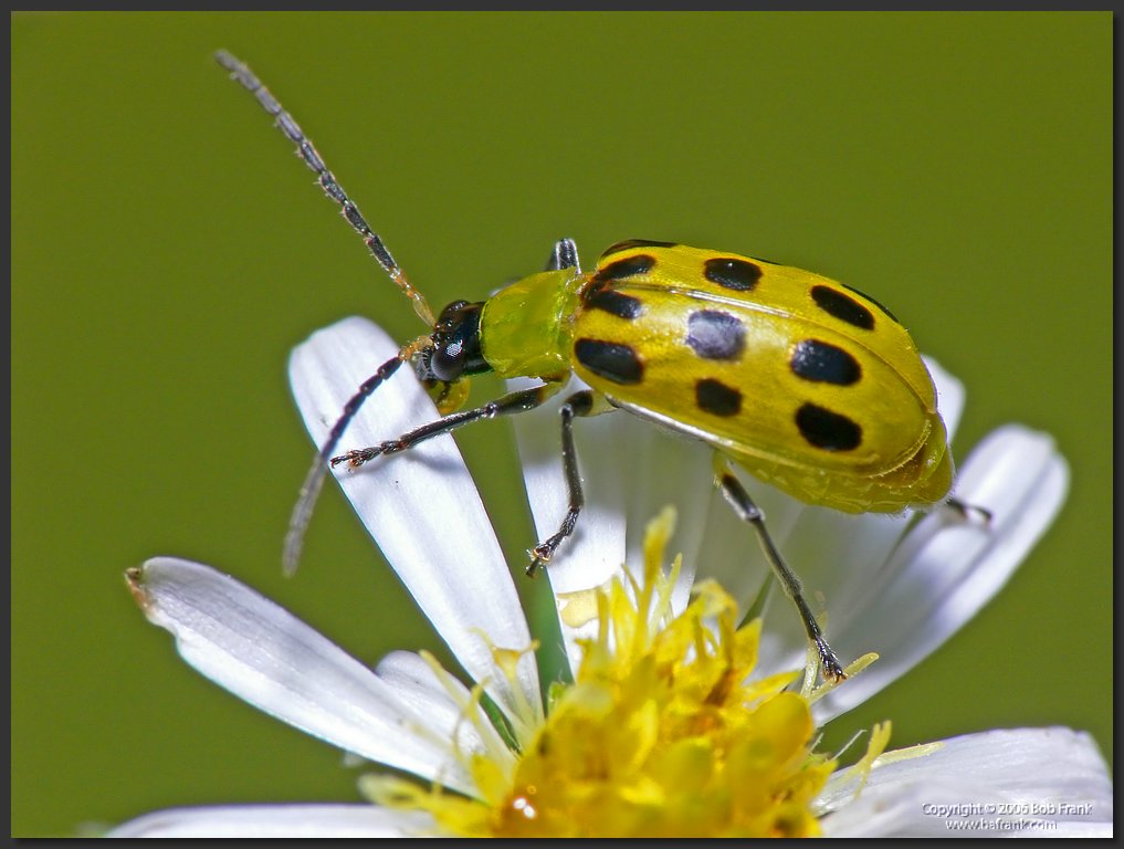 yellow_bug2.jpg