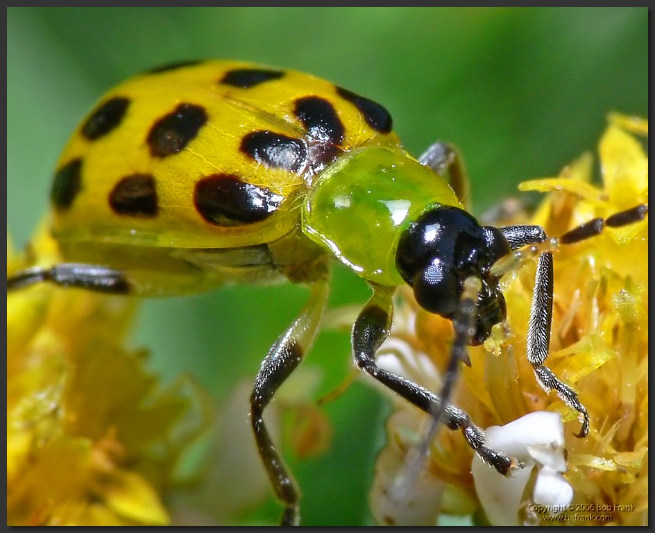 yellow_bug_crop.jpg