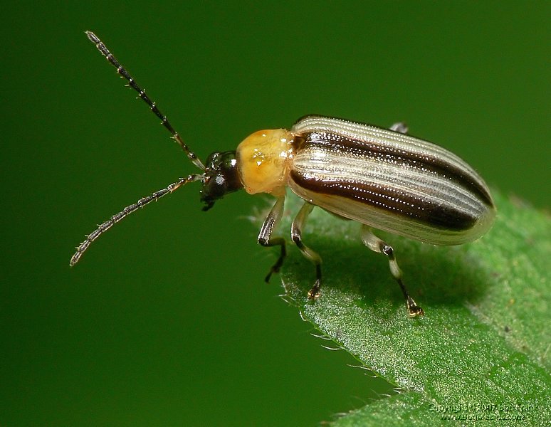 P1140684.jpg