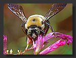 bee1.jpg