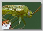 green_insect_crop.jpg