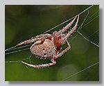red_spider3.jpg
