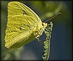 Yellow_Butterfly.jpg