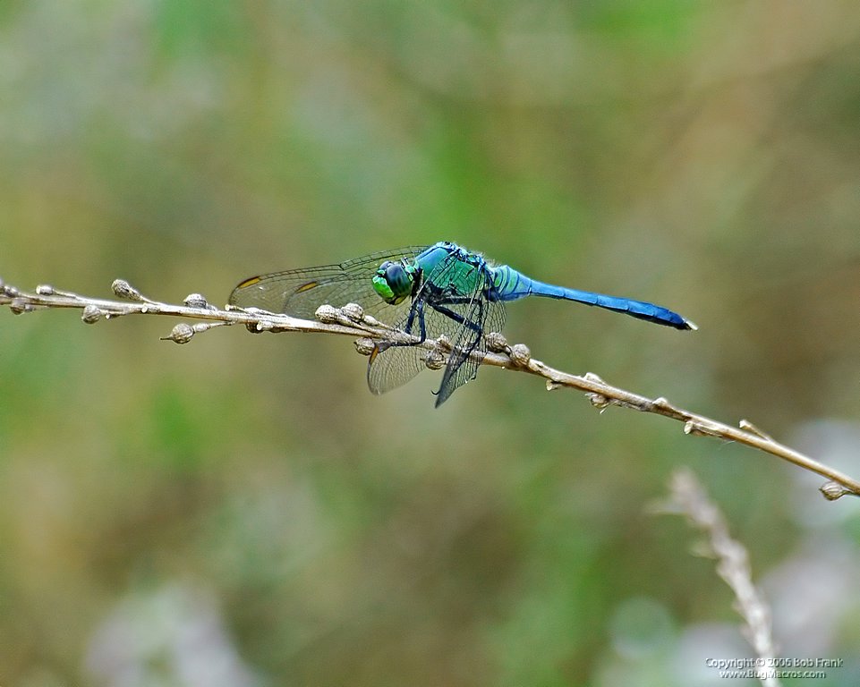 6-4-04-blue dragon fly.jpg