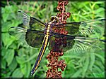 6-4-04_yellow dragonfly 5.jpg