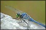 blue dragon fly.jpg