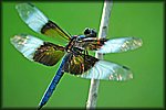 blue_dragonfly4.jpg