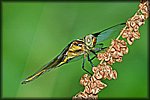 yellow dragonfly.jpg