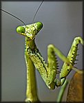 mantis1.jpg