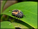 DCR_150_12x.jpg