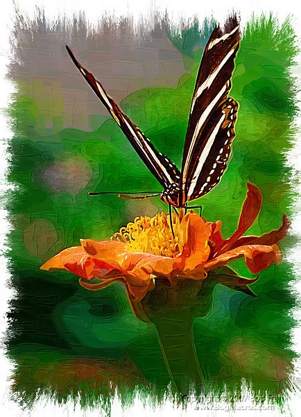 Butterfly painting[1].jpg