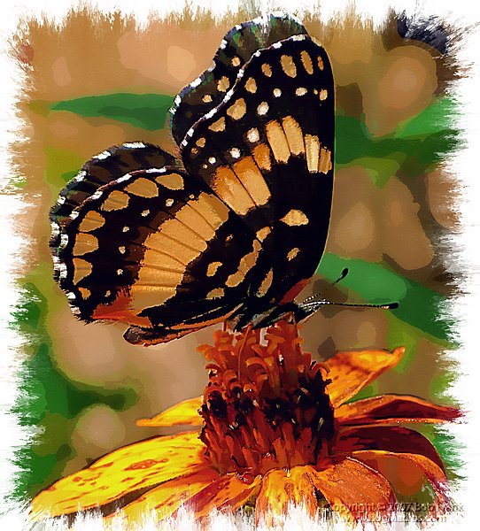 Butterfly painting2.jpg