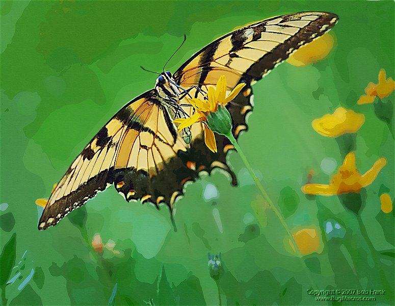 Swallowtail painting.jpg