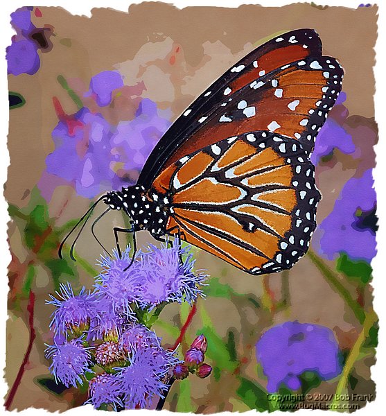 butterfly painting 4.jpg