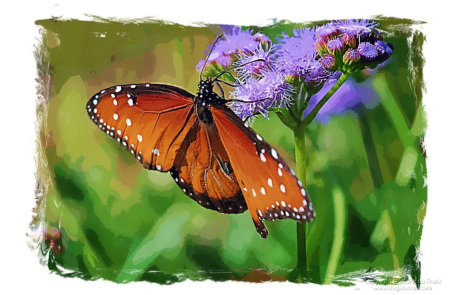 butterfly painting5.jpg