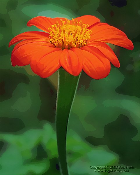 orange_ flower.jpg