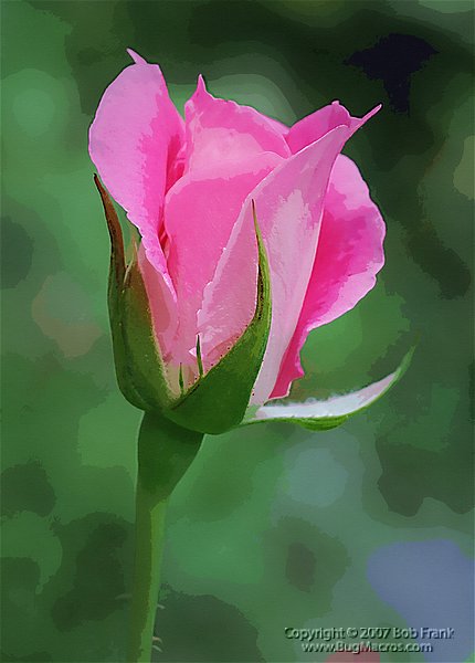 rose bud.jpg