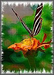 Butterfly painting[1].jpg