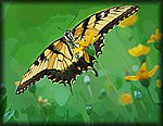 Swallowtail painting.jpg