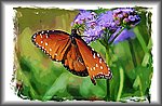 butterfly painting5.jpg