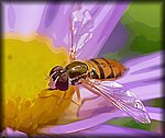 hoverfly painting.jpg