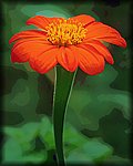 orange_ flower.jpg