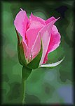 rose bud.jpg