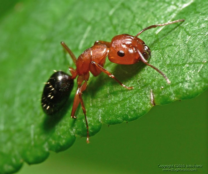 Red_Ant4.jpg