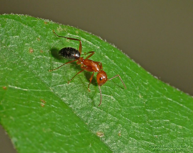 red_ant1.jpg