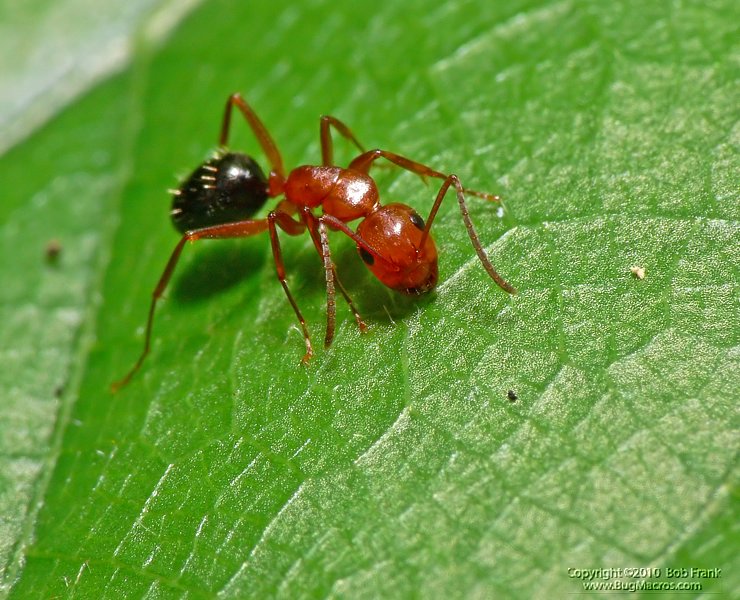 red_ant2.jpg