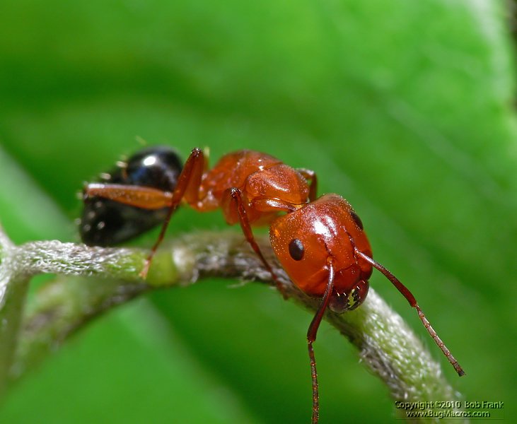 res_ant3.jpg
