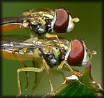 P1120560cp.jpg