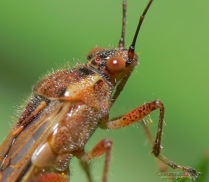 P1030934_crop.jpg