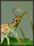 P1030229_crop.jpg