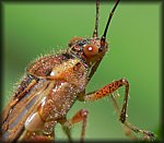 P1030934_crop.jpg
