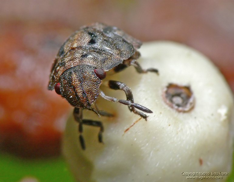 Tiny_Bug3.jpg