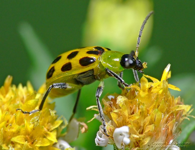 yellow_Bug3.jpg