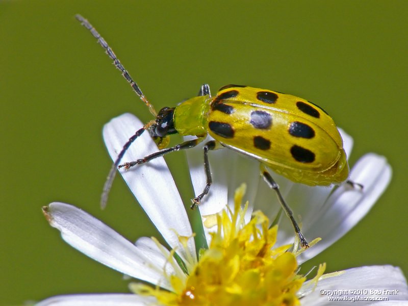 yellow_bug2.jpg