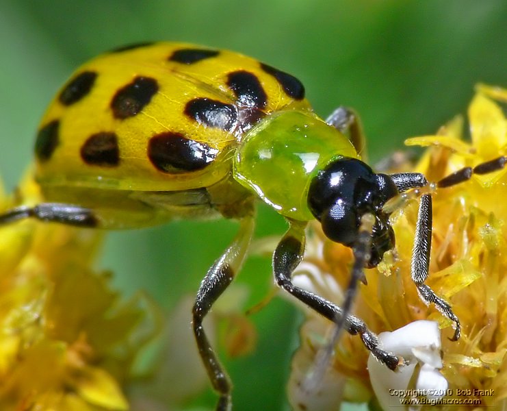 yellow_bug_crop.jpg