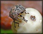 Tiny_Bug3.jpg