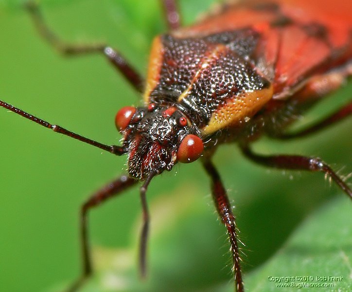 P1030747_crop.jpg