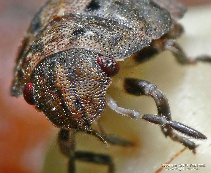 Tiny_Bug3_crop.jpg
