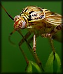 P1110719_cp.jpg