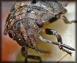 Tiny_Bug3_crop.jpg