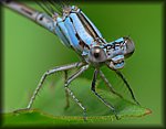 P1160158_fnl.jpg