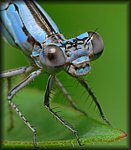 P1160158_fnl_cp.jpg