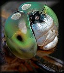 P1160109_cp.jpg