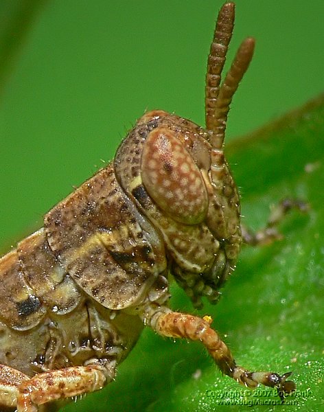 P1110753_cp.jpg