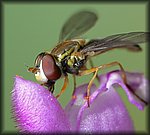 P1100171_rev.jpg